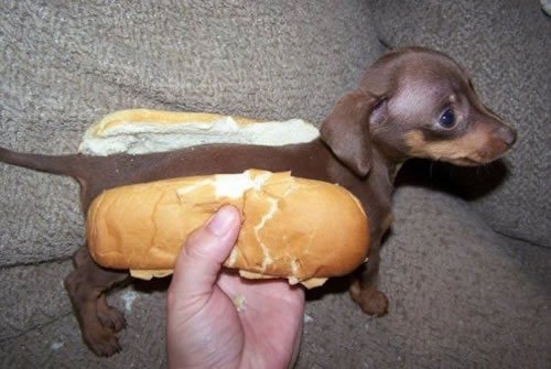 badger-dog.jpg