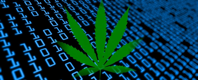 marijuana and data