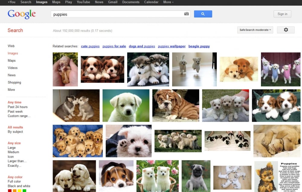 puppies search result