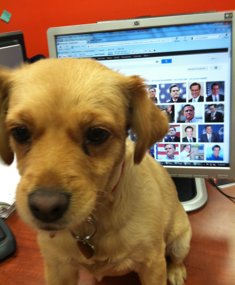 Mitt Romney with Puppies