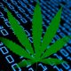 marijuana data
