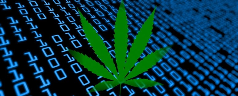 marijuana data