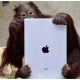 miami orangutan ipad