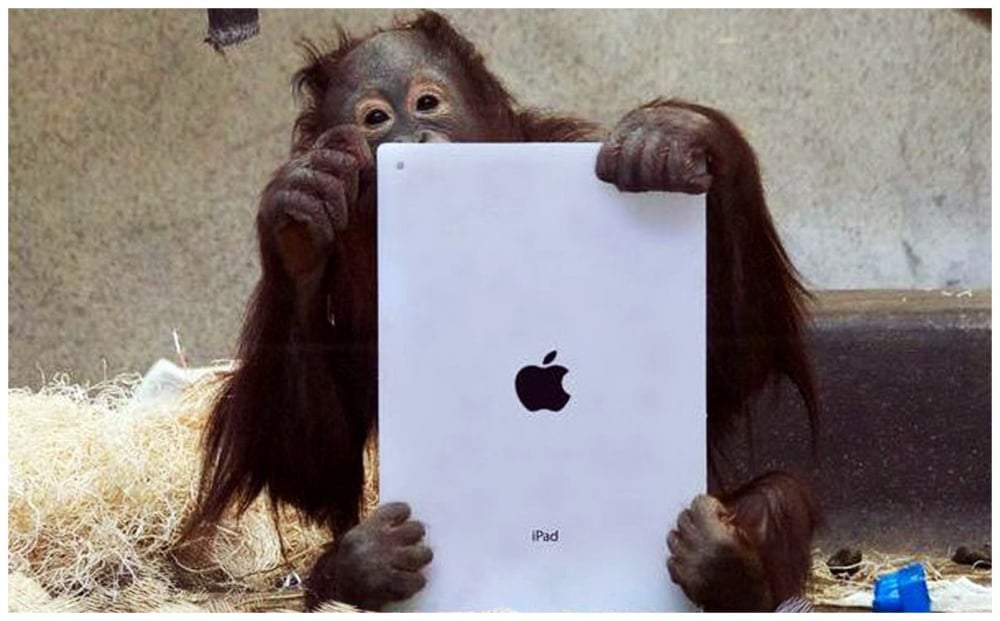 miami orangutan ipad