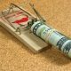 Money rolled up tucked in mouse trap