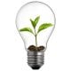 Light Bulb and plant