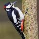 woodpecker1