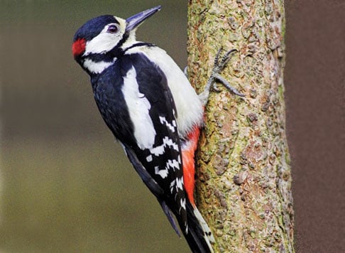 woodpecker1