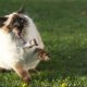 cat photo