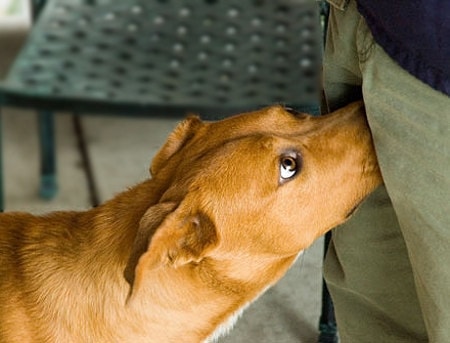 dogs sniff butts