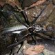 giant scary spider
