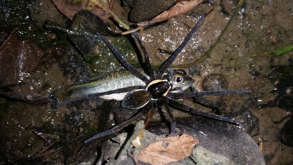 giant scary spider