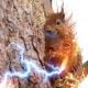 sparky squirrel