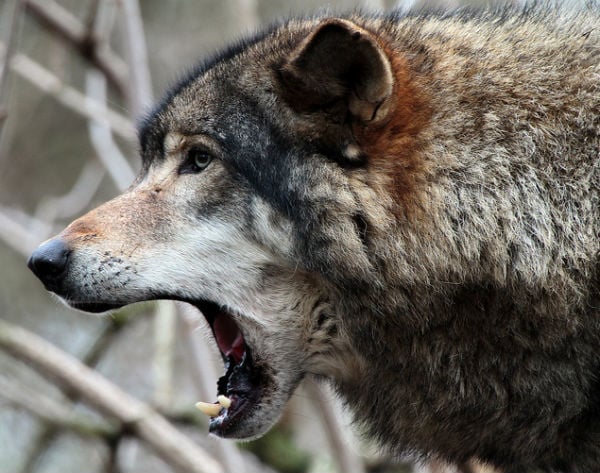 yawning wolf