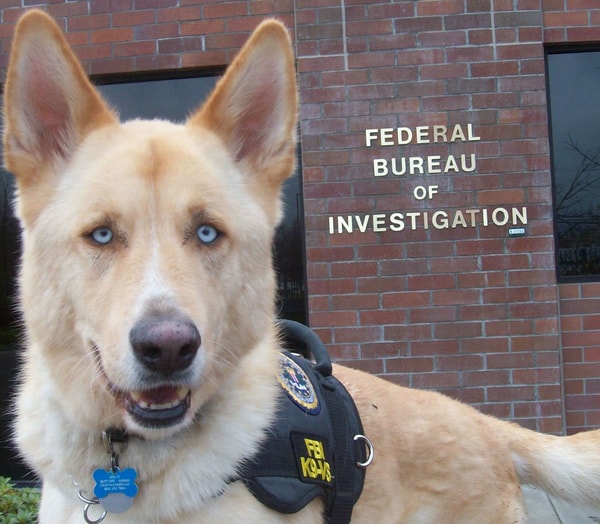 fbi dog